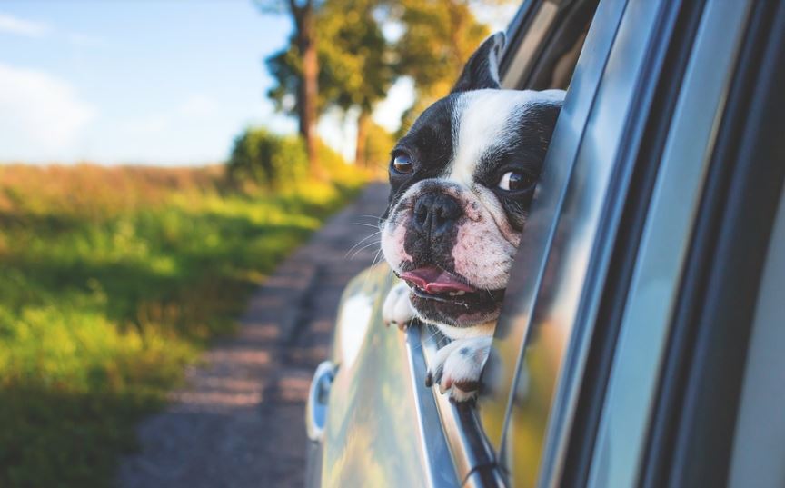 Tips From An Auto Repair Shop On Traveling With A Dog